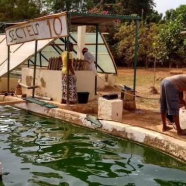 Un bassin de spiruline couvert au Burkina Faso