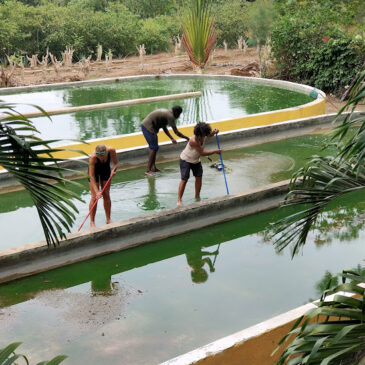 Notre ferme de spiruline au Kenya en vidéo