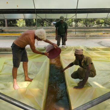 Nouvelle souche de spiruline au Kenya